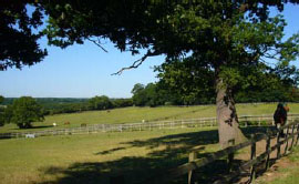 equestrian centre essex, the lawn, rochford