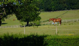 equestrian centre essex, the lawn, rochford