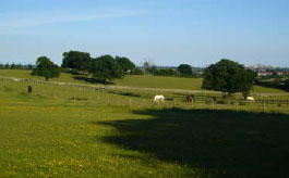 equestrian centre essex, the lawn, rochford